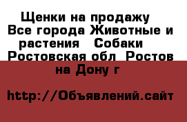 Щенки на продажу - Все города Животные и растения » Собаки   . Ростовская обл.,Ростов-на-Дону г.